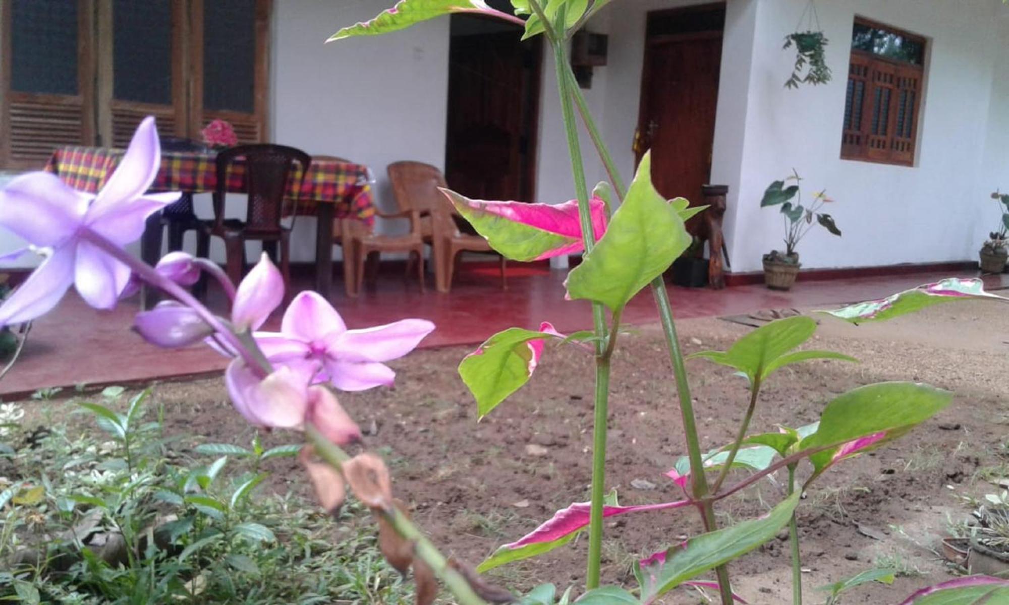Winstar Homestay Sigiriya Ngoại thất bức ảnh