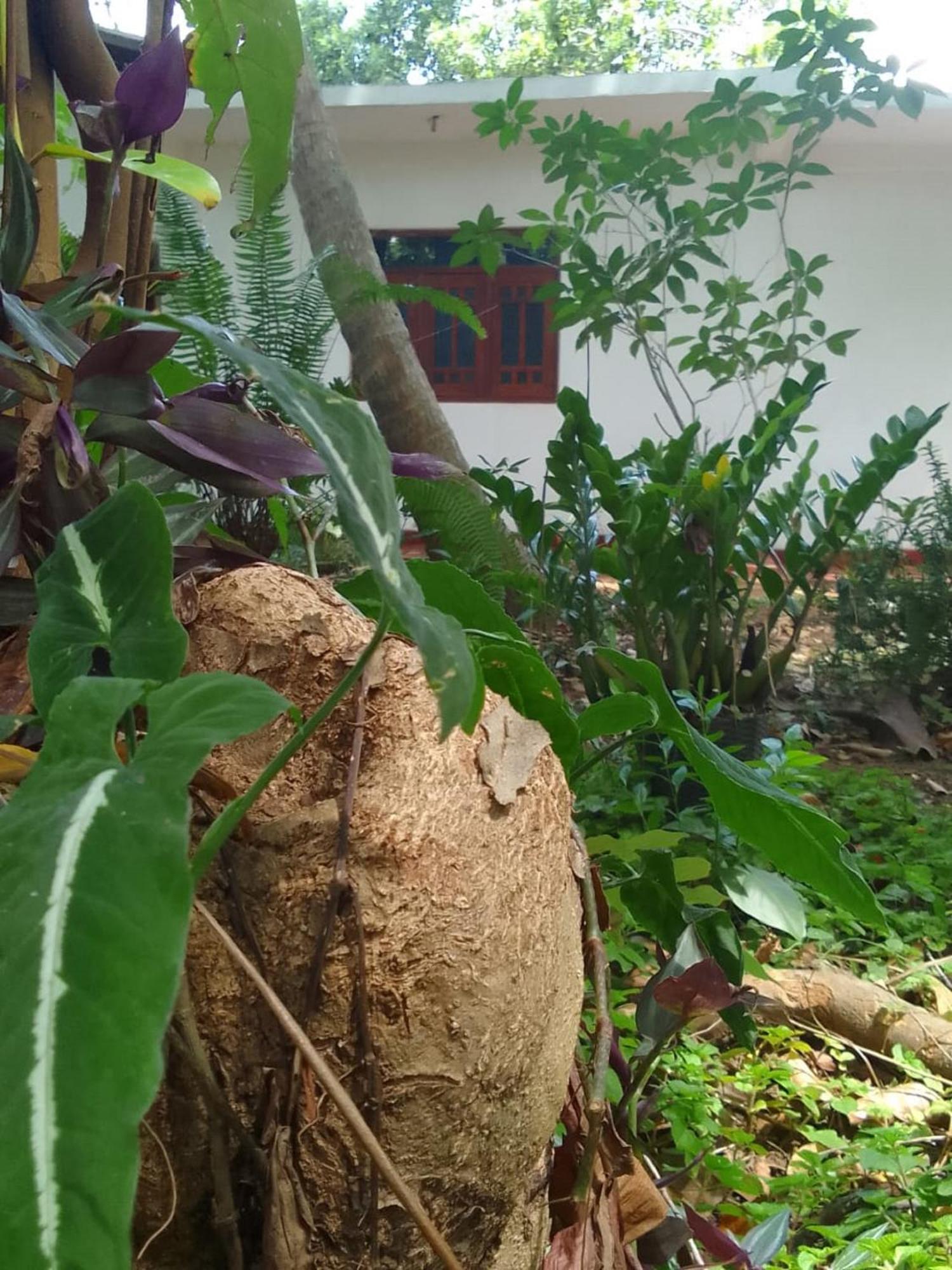 Winstar Homestay Sigiriya Ngoại thất bức ảnh