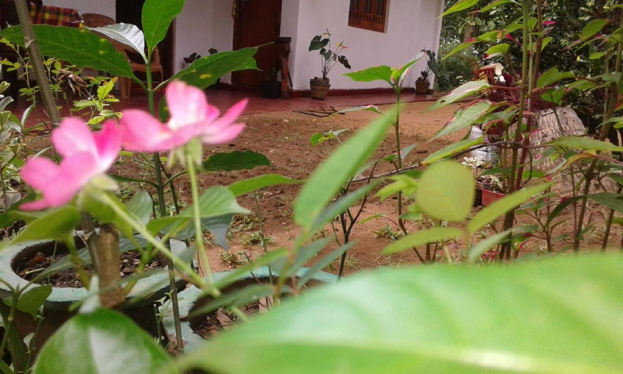 Winstar Homestay Sigiriya Ngoại thất bức ảnh
