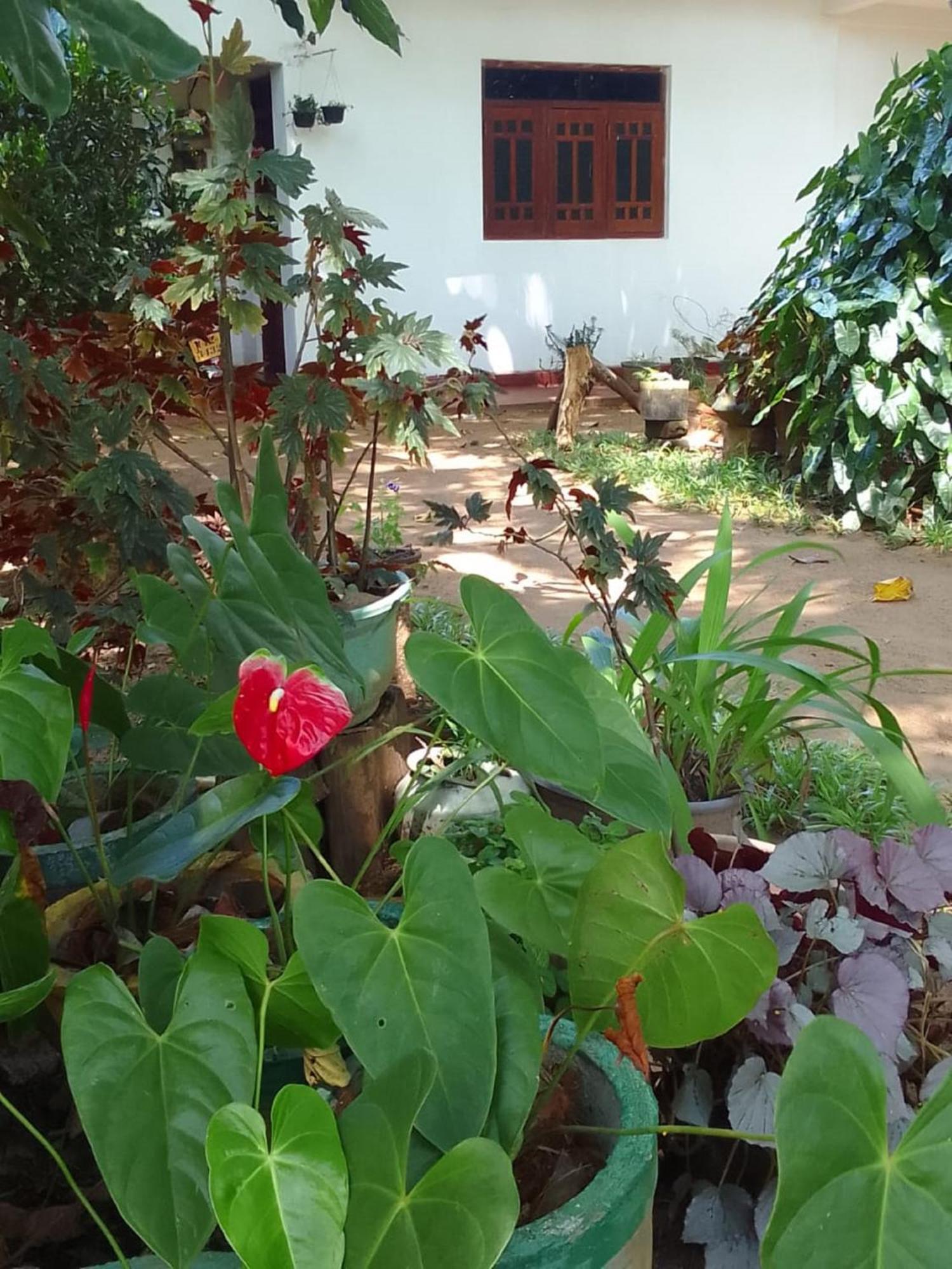 Winstar Homestay Sigiriya Ngoại thất bức ảnh